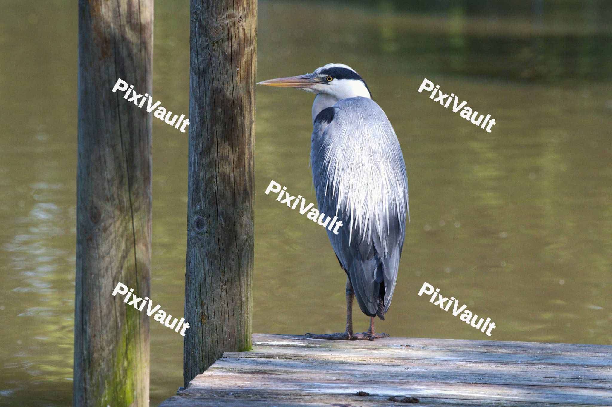Grey Heron Bird